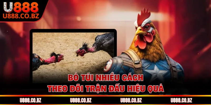 Đá Gà Trực Tiếp Thomo Là Gì? 3 Điều Hội Viên Cần Biết 2 Bỏ túi nhiều cách theo dõi trận đấu hiệu quả