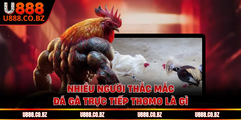 Đá Gà Trực Tiếp Thomo Là Gì? 3 Điều Hội Viên Cần Biết 1 Nhiều người thắc mắc đá gà trực tiếp Thomo là gì